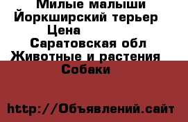 Милые малыши Йоркширский терьер › Цена ­ 12 000 - Саратовская обл. Животные и растения » Собаки   